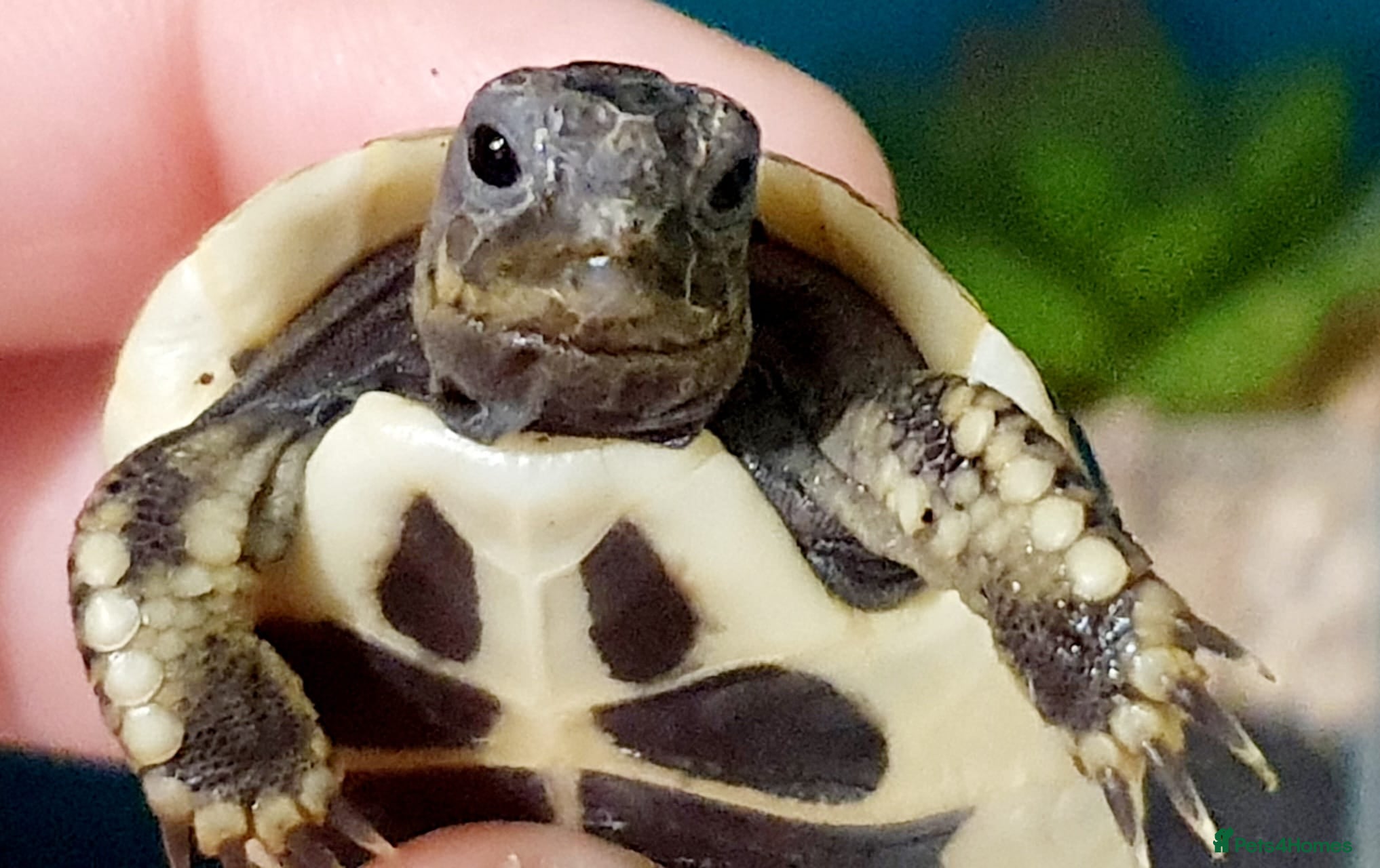 Tortoise reptiles Tortoise babys - Advert 5