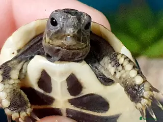 Tortoise reptiles Tortoise babys - Advert 5