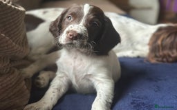 English Springer Spaniel dogs for sale: English Springer Spaniel puppies for sale  - Image 28
