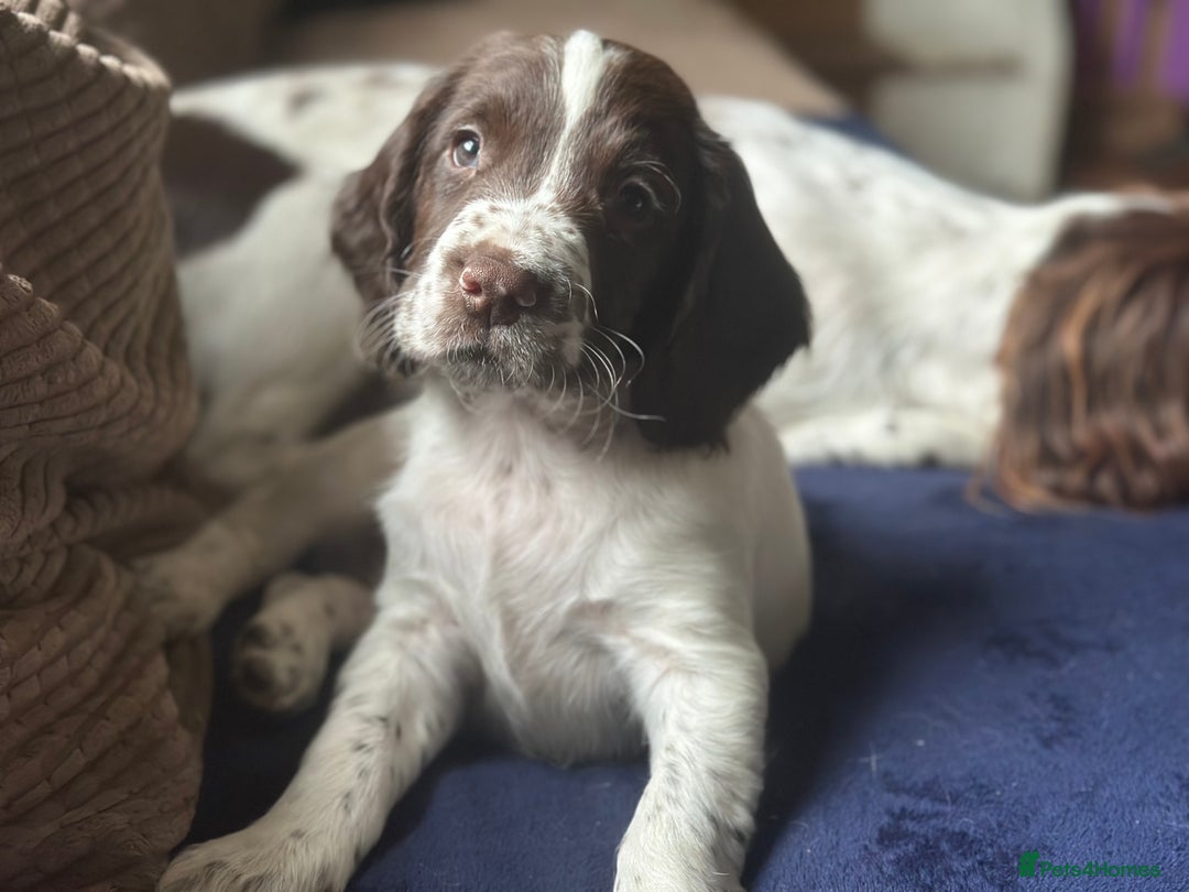 English Springer Spaniel dogs for sale: English Springer Spaniel puppies for sale  - Image 28