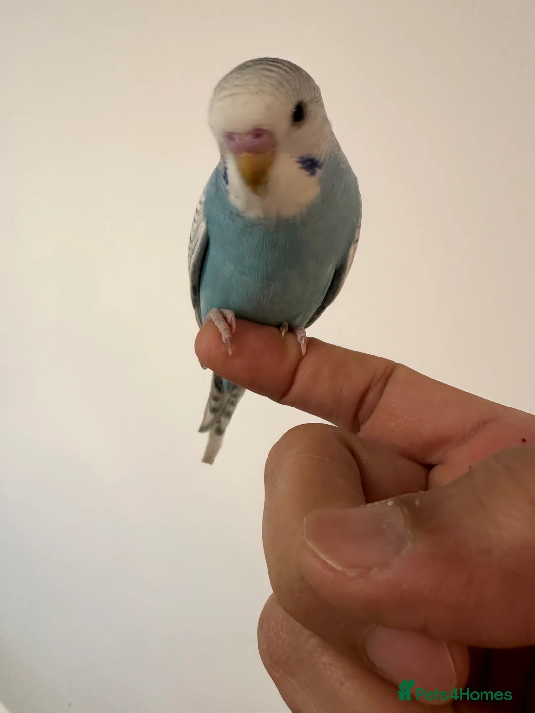 Budgerigars birds for sale: Baby Budgies Tamed/Semi Tamed - Advert 3