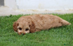 Cockapoo dogs for sale: Beautiful F1 Cockapoo puppies for sale - Image 30