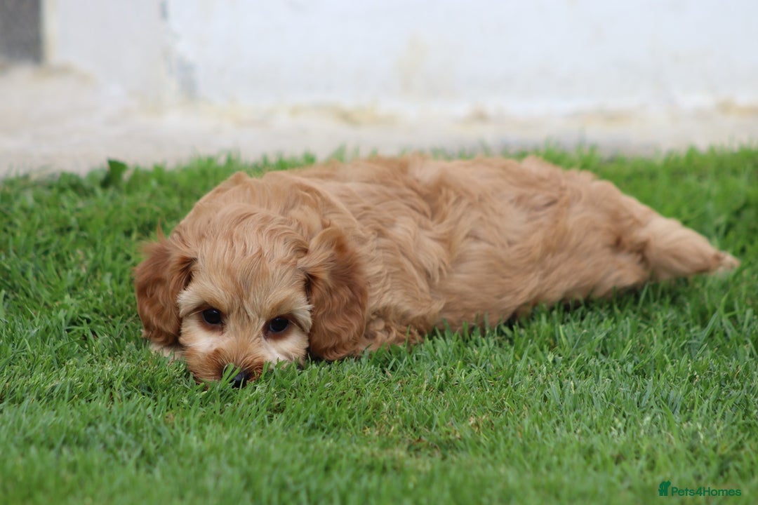 Cockapoo dogs for sale: Beautiful F1 Cockapoo puppies for sale - Image 30