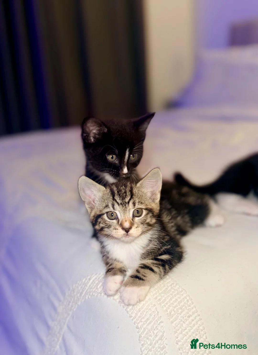 Turkish Angora cats for sale: 1 REMAINING Beautiful TurkishAngora Cross Kittens  - Advert 2