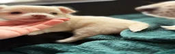 Chihuahua dogs for sale: Gorgeous litter of long hair chihuahuas  - Advert 9