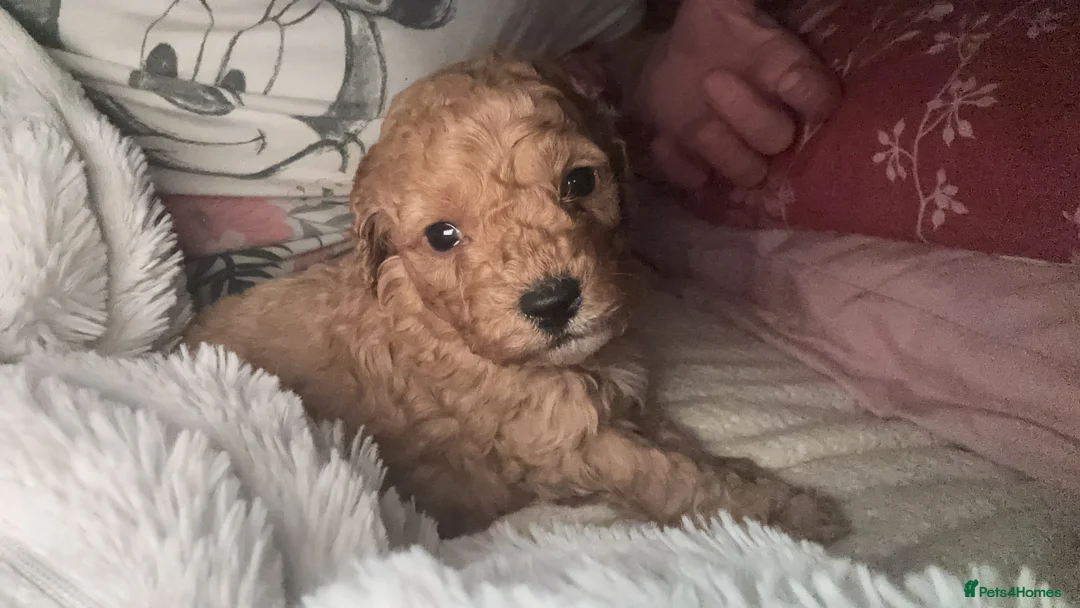 Cockapoo dogs for sale: Gorgeous F1 cockapoo puppies available to reserve  - Advert 5