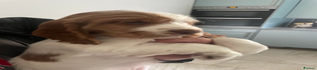 Cocker Spaniel Puppy 2