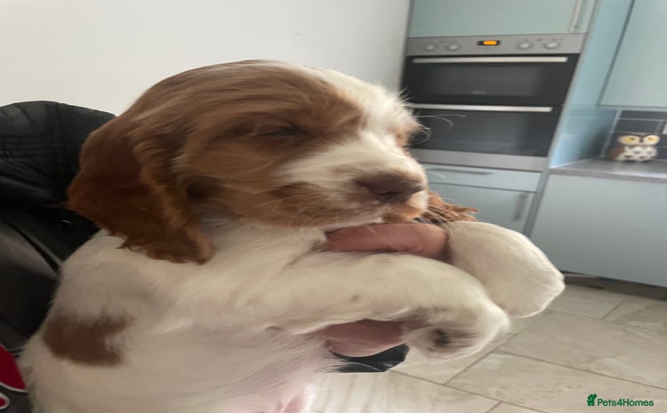 Cocker Spaniel dogs - Advert 3