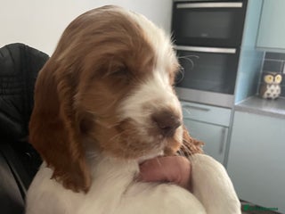 Cocker Spaniel dogs - Advert 11