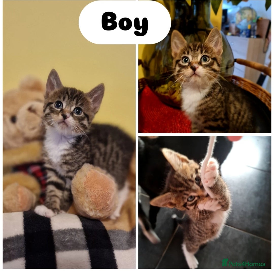 Mixed Breed cats for sale: Beautiful 6 mixed-breed kittens!  - Image 5