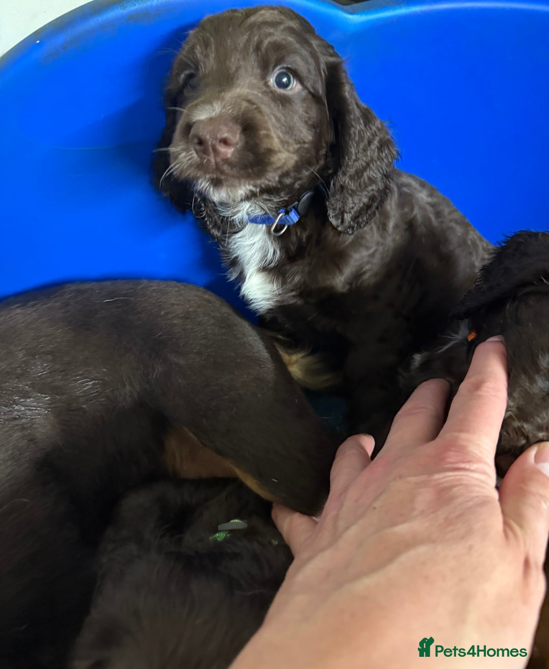 Cocker Spaniel dogs for sale: Cocker spaniel puppies - Advert 4