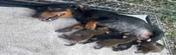 Dachshund dogs for sale: 2 beautiful dashound boys  - Advert 1