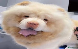 Chow Chow dogs for sale: Chocolate Chow Chow Female - Image 7