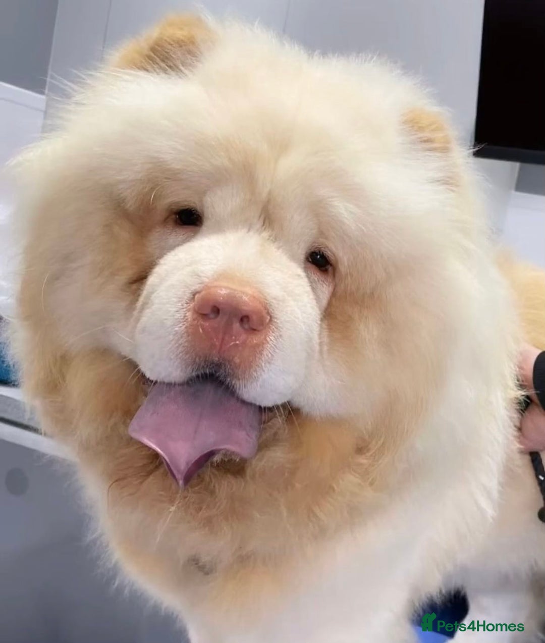 Chow Chow dogs for sale: Chocolate Chow Chow Female - Image 7