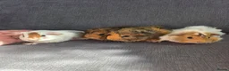 Guinea Pig rodents for sale: Baby guinea pigs  - Advert 2