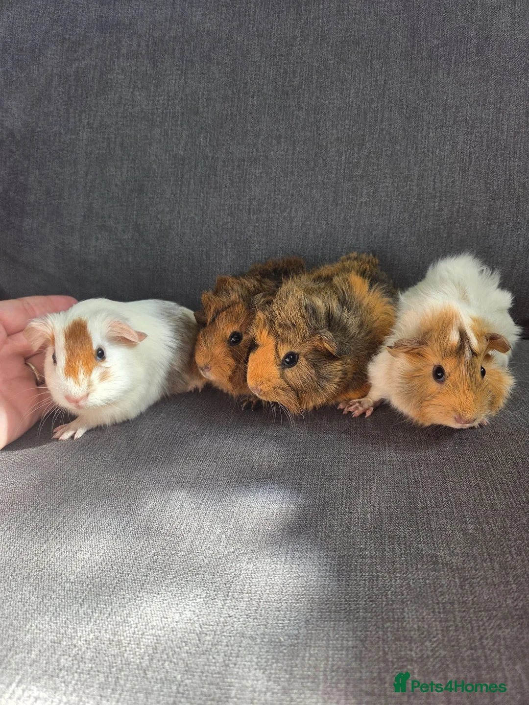 Guinea Pig rodents for sale: Baby guinea pigs  - Advert 2