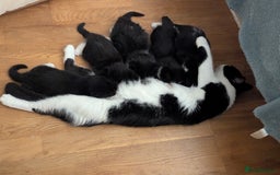 Mixed Breed cats for sale: 3 Beautiful Black and White Tuxedo Kittens  - Image 33