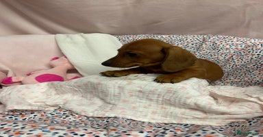 Dachshund dogs - Advert 7