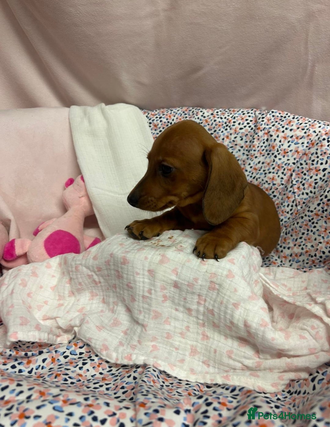 Dachshund dogs for sale: Gorgeous dachshund puppies  - Image 3