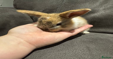 Mini Lop rabbits - Advert 1