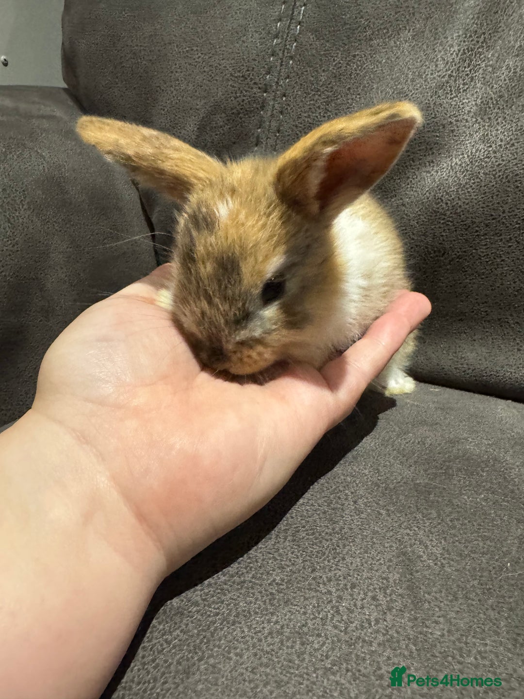 Mini Lop rabbits for sale: Stunning Mini Lop Bucks  - Image 2