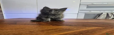 Maine Coon Kitten 4