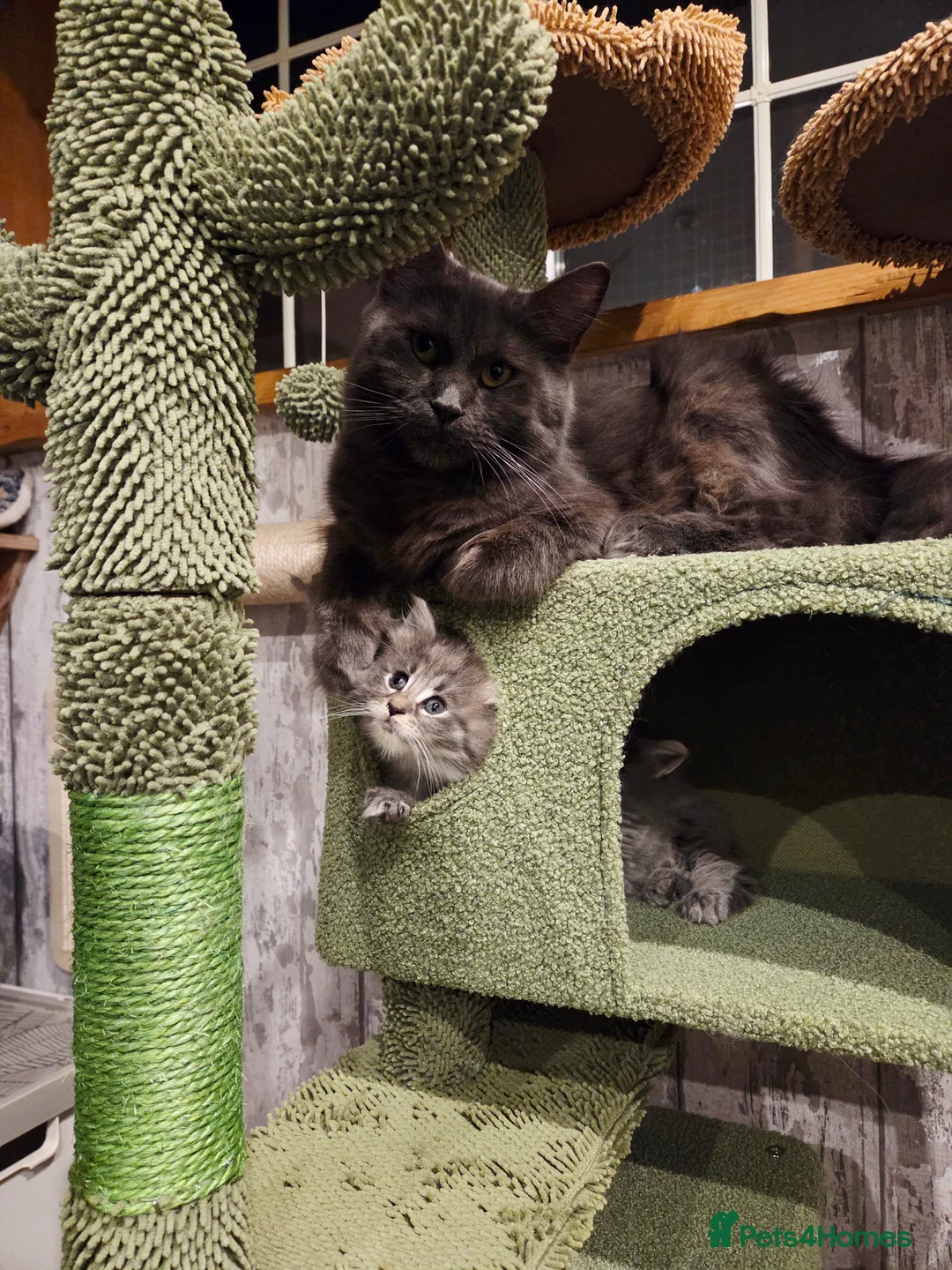 Maine Coon cats for sale: 2 Stunning GCCF Kittens Available.  - Advert 3