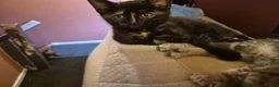 Ragdoll cats for sale: 3 female ragdoll mix priced individually  - Advert 6