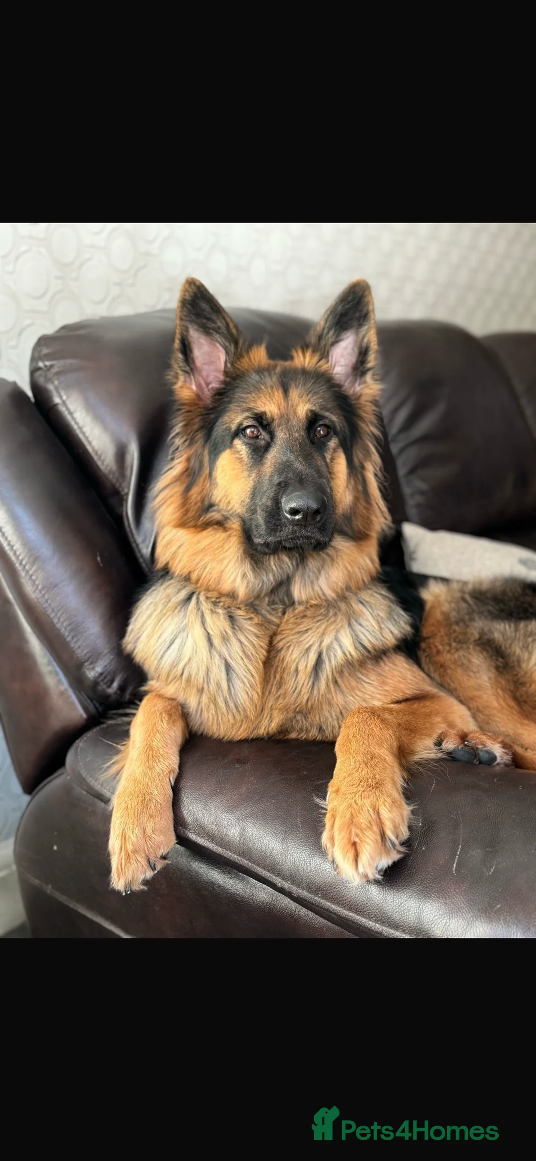 German Shepherd dogs for sale: Pure breed German shepherd puppies  - Advert 11