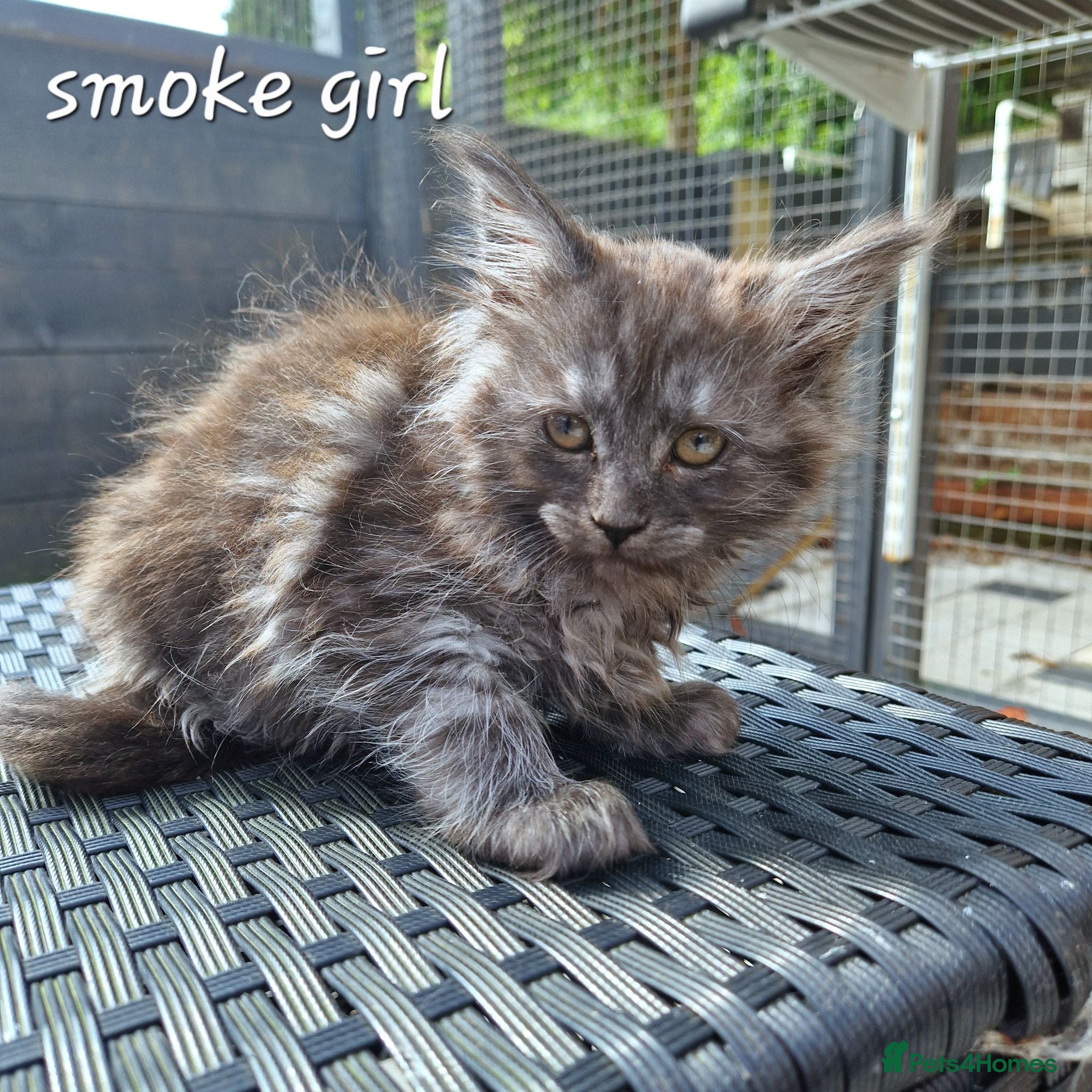 Maine Coon cats Pedigree - smoke russian line mainecoons - Advert 2