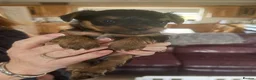 Yorkshire Terrier dogs for sale: Small Miniature Yorkshire Terrier Puppies - Advert 4
