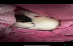 Rat rodents for sale: Female rats with cage and accessories  - Image 2