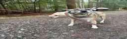 Mixed Breed dogs for adoption: Inka - Dereham Norfolk in Dereham - Advert 15