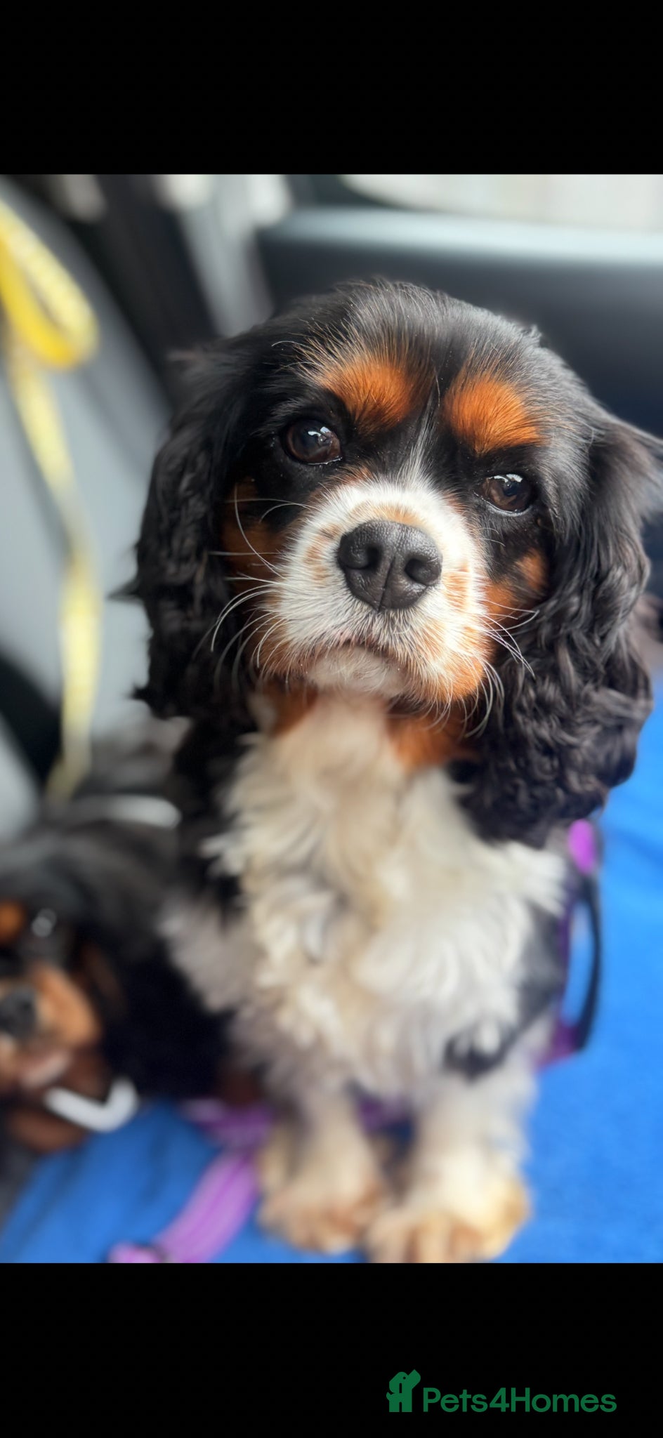 Cavalier King Charles Spaniel dogs Tri colour girl KC reg & health tested  - Advert 10