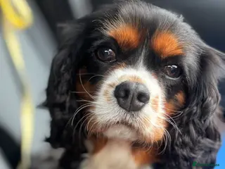 Cavalier King Charles Spaniel dogs Tri colour girl KC reg & health tested - Advert 10