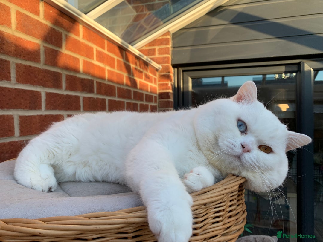 British Shorthair cats for stud: 🐾White Odd Eye Boy for stud only🐾 - Advert 4