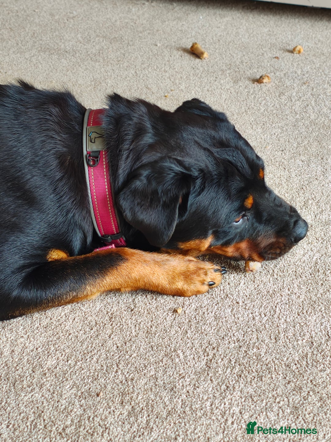 Rottweiler dogs for sale: Loving Rottweiler Bitch looking for a new home - Advert 3