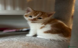 British Shorthair cats for sale: Chunky Kittens half BSH  - Image 10