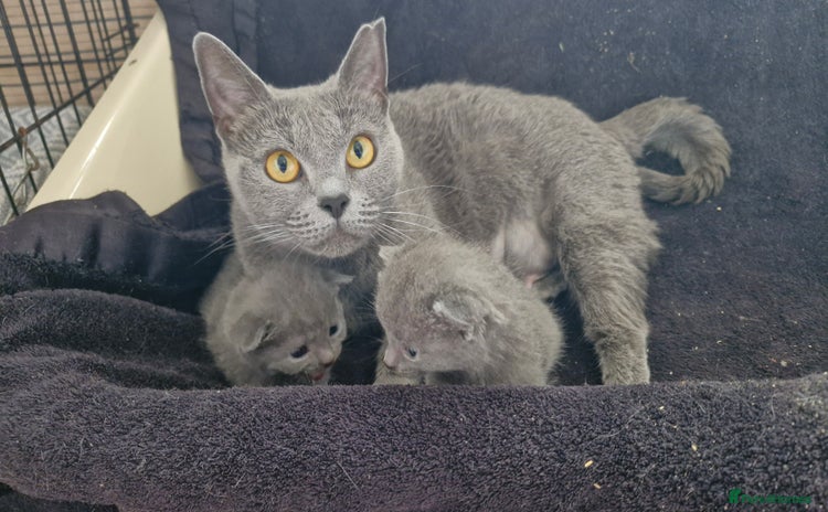 Chartreux cats - Advert 8