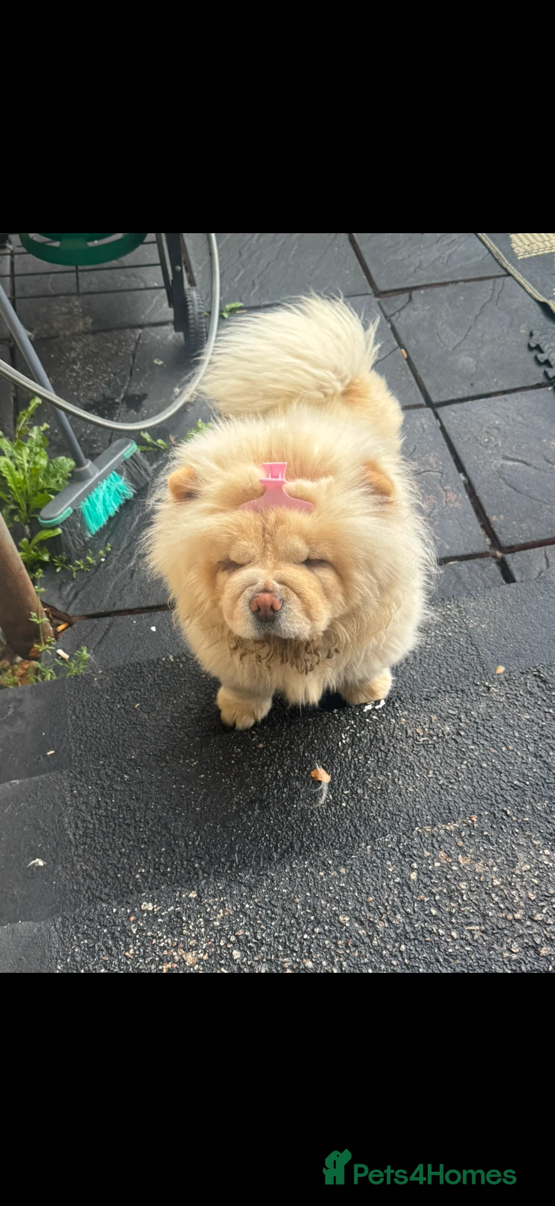 Chow Chow dogs for sale: 3years old female chow chow  - Advert 2