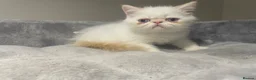 Exotic cats for sale: Red tabby colour point kittens mum grand champion  - Advert 9