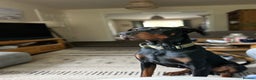 Dobermann dogs for sale: Young European Male Doberman  - Advert 1