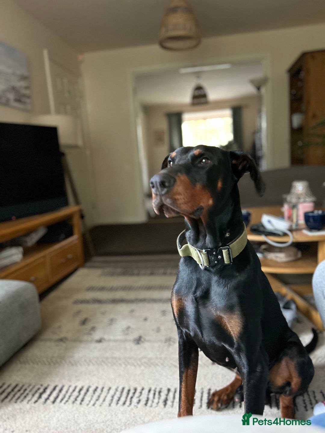 Dobermann dogs for sale: Young European Male Doberman  - Advert 1