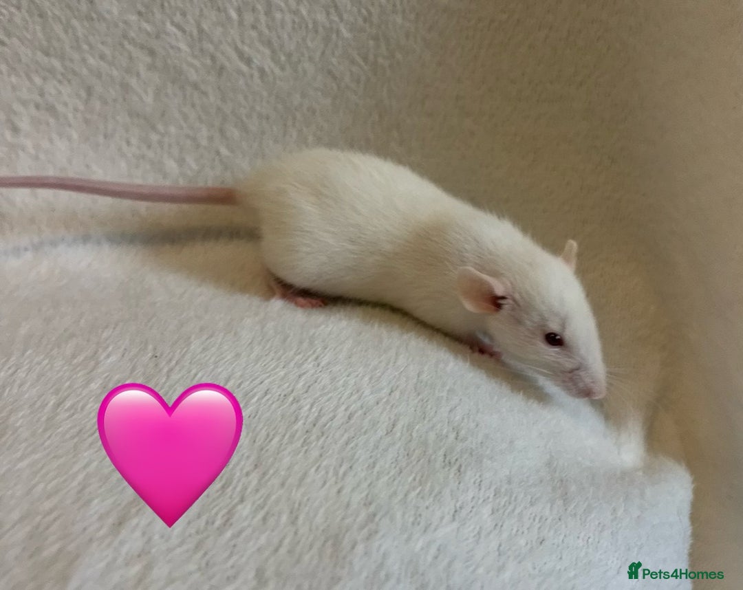 Rat rodents for sale: Baby Dumbo rats for sale - Advert 3