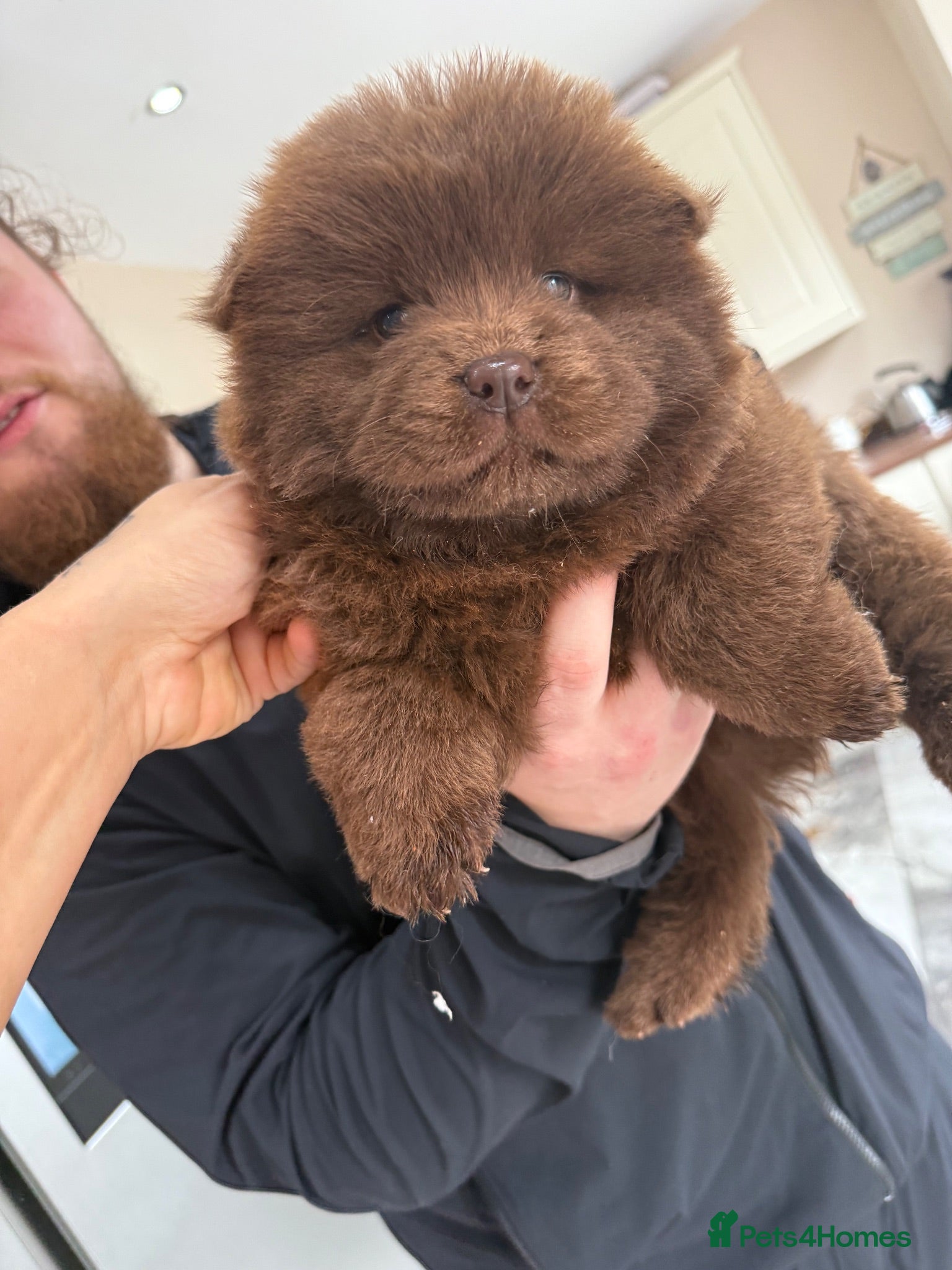 Chow Chow dogs Chow chows - Advert 17