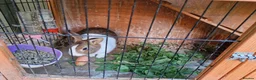 Dutch rabbits for sale: Dutch  in Telford - Advert 6