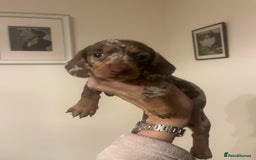 Miniature Dachshund dogs for sale: READY NOW Miniature Daschund puppies  - Image 9