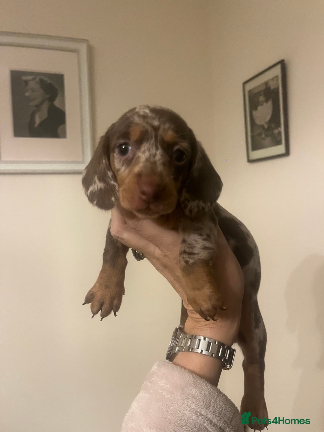 Miniature Dachshund dogs for sale: READY NOW Miniature Daschund puppies  - Image 9
