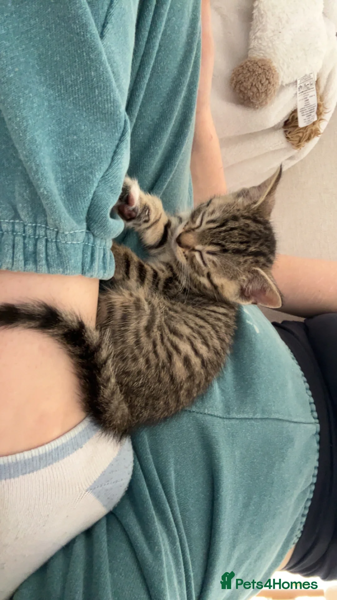 Mixed Breed cats for sale: Beautiful playful kittens looking for forever home - Advert 2