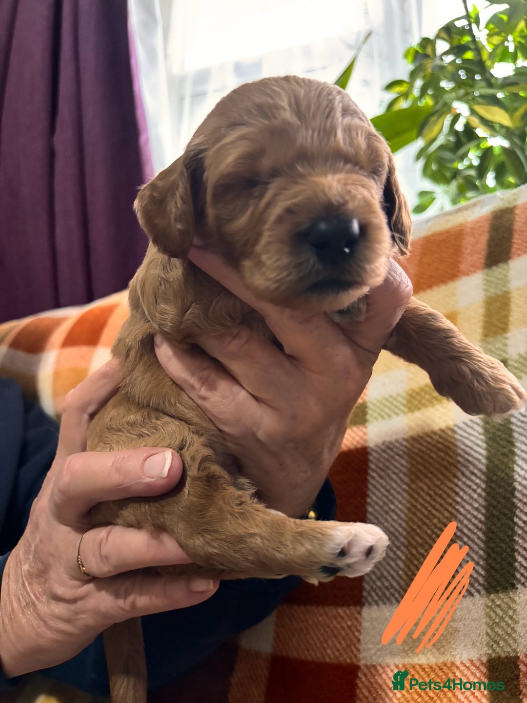 Mini Goldendoodle dogs for sale: ✨Stunning Red/Bronze Golden Doodle Pups ✨ - Advert 16